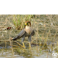 گونه شاهین سرحنایی Red-necked Falcon